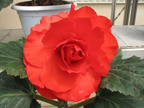 B. ‘Kimjongilwa’